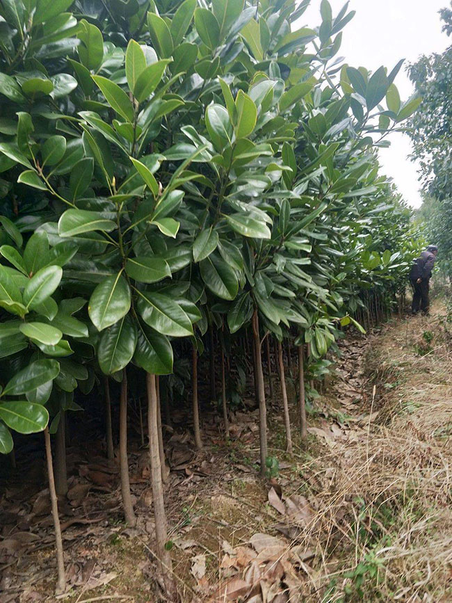 广玉兰树价格多少钱一棵?广玉兰树的种植技术 广玉兰树价格多少钱一棵?广玉兰树的种植技术