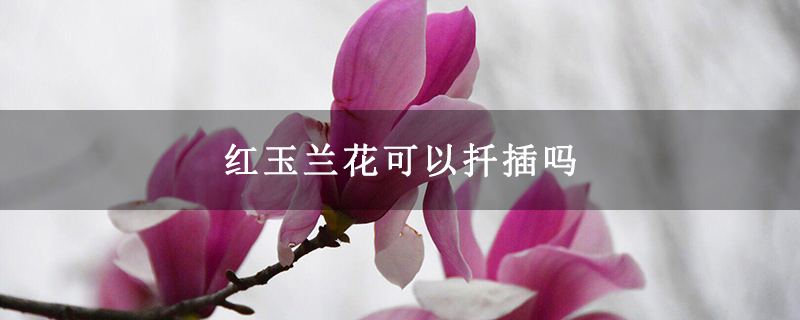 红玉兰花可以扦插吗 红玉兰花可以扦插吗