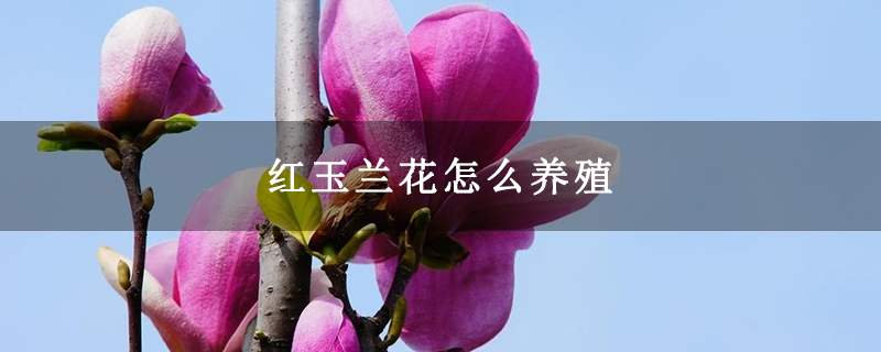 红玉兰花怎么养殖 红玉兰花怎么养殖