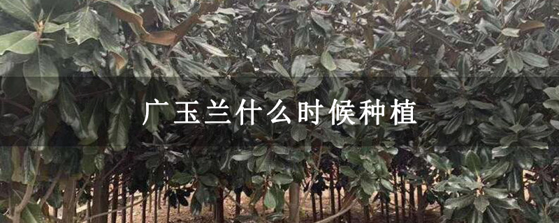 广玉兰什么时候种植 广玉兰什么时候种植
