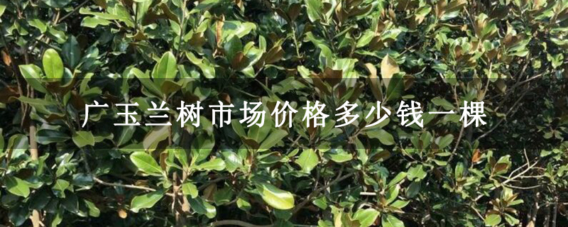 广玉兰树市场价格多少钱一棵 广玉兰树市场价格多少钱一棵
