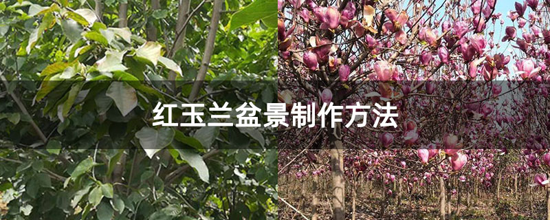红玉兰盆景制作方法 红玉兰盆景制作方法
