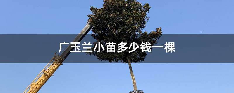 广玉兰小苗多少钱一棵 广玉兰小苗多少钱一棵