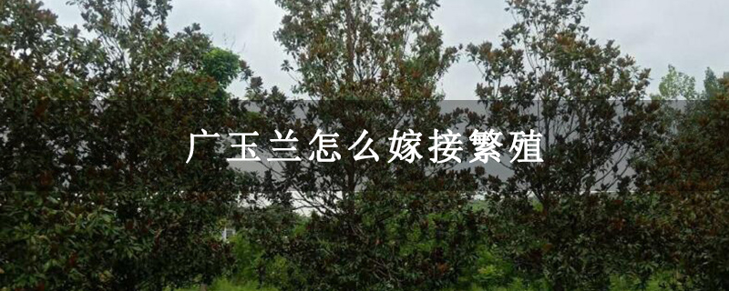 广玉兰怎么嫁接繁殖 广玉兰怎么嫁接繁殖