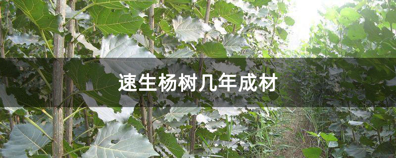 速生杨树几年成材 速生杨树几年成材