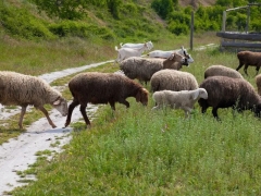 10000只羊要多少亩牧草