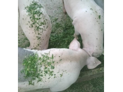 一头猪一天吃多少斤牧草？