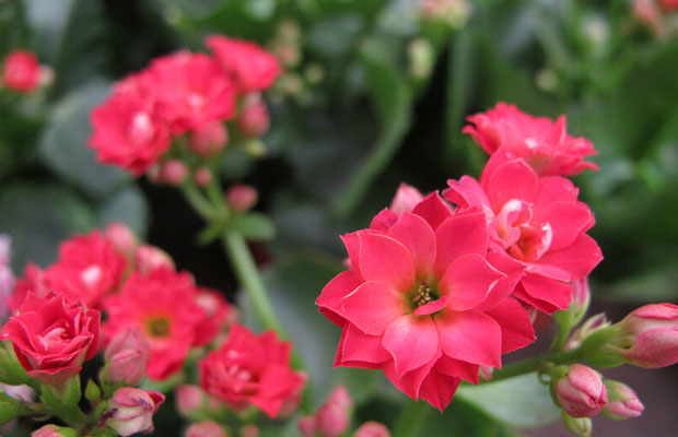 长寿花8.jpg