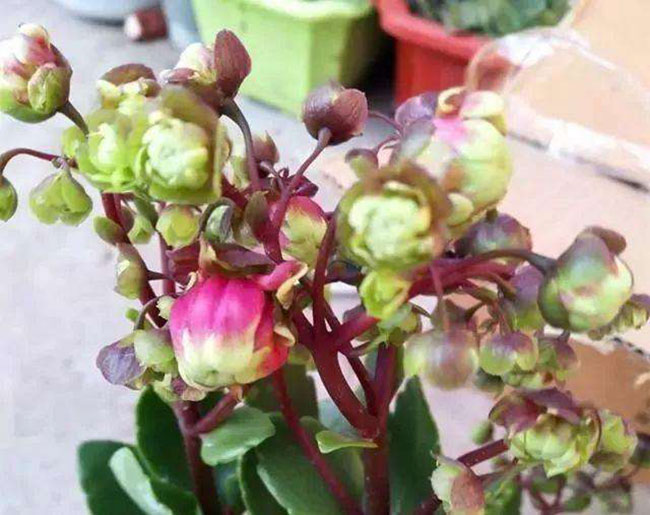 重瓣宫灯长寿花
