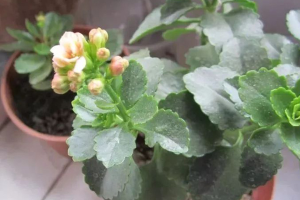 长寿花 长寿花