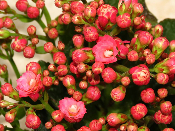 长寿花 长寿花