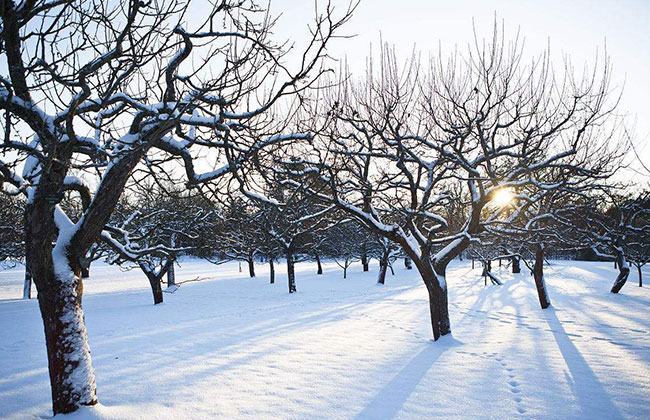 冬季苹果树.jpg
