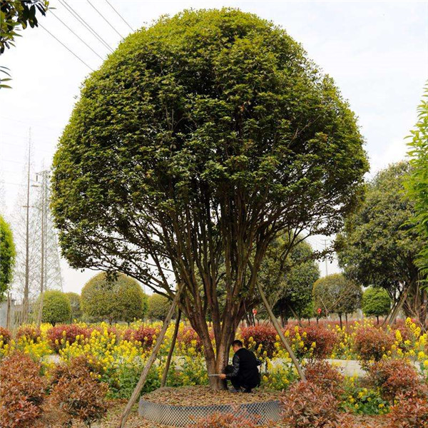 丛生桂花树基地实拍图