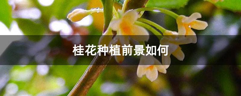 桂花种植前景如何