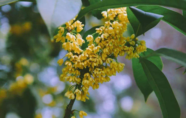 桂花 桂花