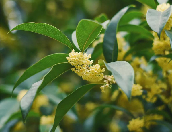 桂花 桂花