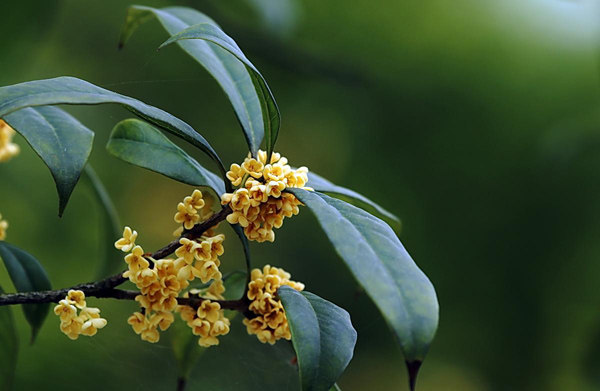 桂花 桂花