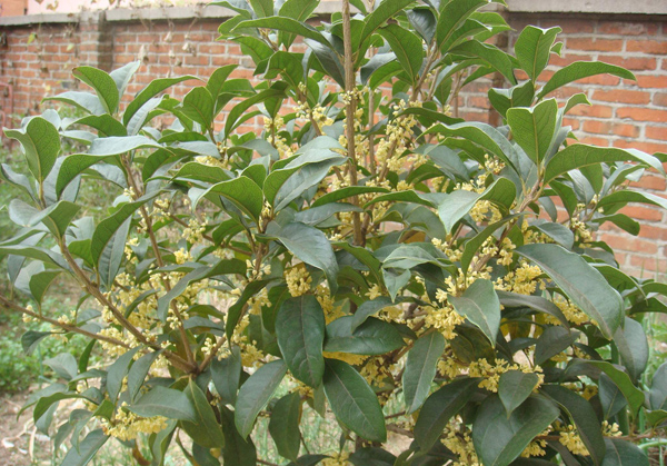 桂花树 桂花树