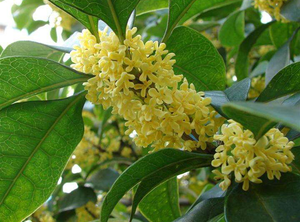 四季桂花树 四季桂花树