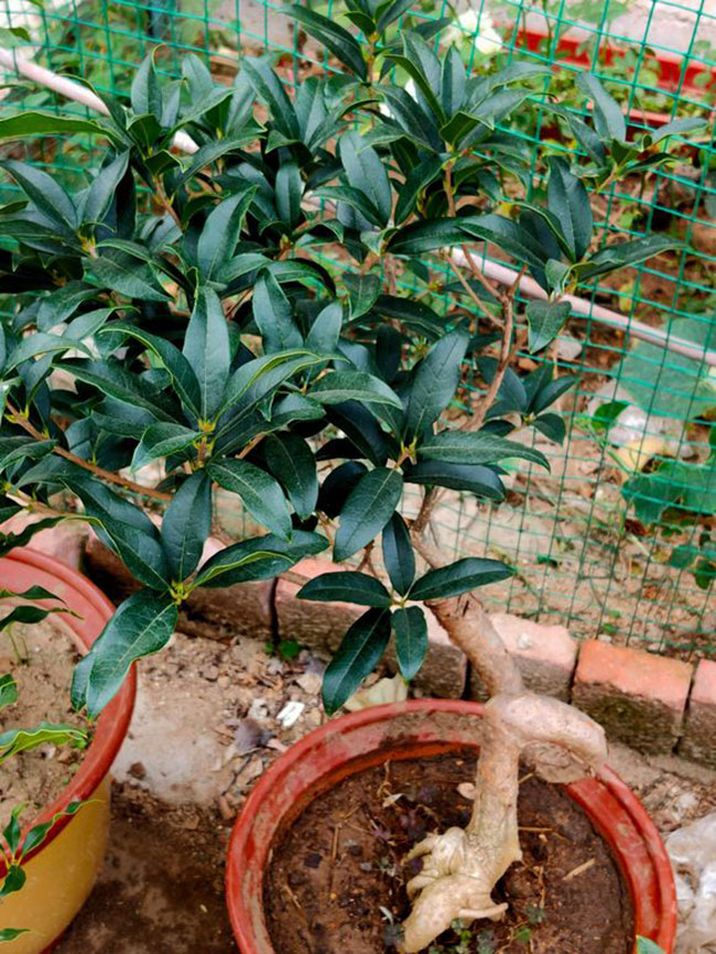桂花树苗怎么种?丹桂苗种植时间和方法 桂花树苗怎么种?丹桂苗种植时间和方法