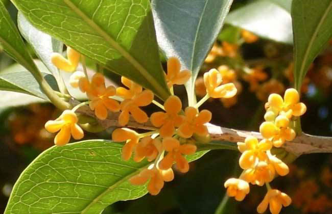 1577850394309437.jpg 桂花树苗怎么种?丹桂苗种植时间和方法
