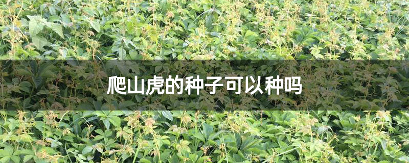 爬山虎的种子可以种吗 爬山虎的种子可以种吗