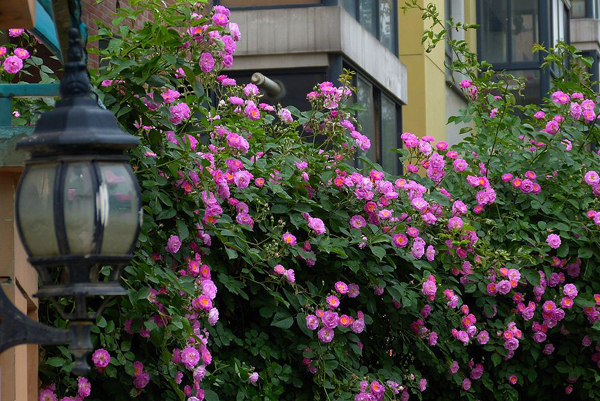 蔷薇花 蔷薇花