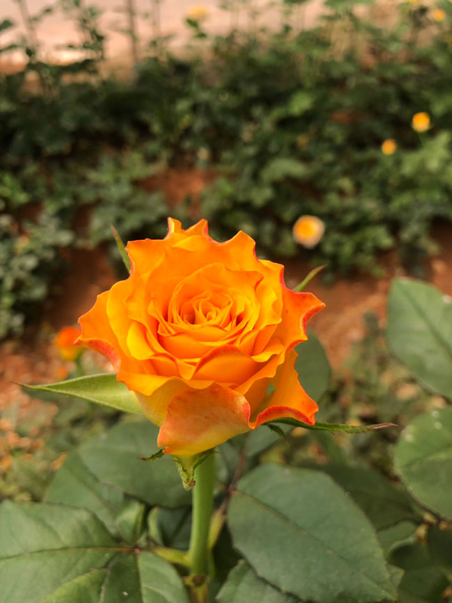 19朵香槟玫瑰的花语是什么?19朵香槟玫瑰的寓意和象征 19朵香槟玫瑰的花语是什么?19朵香槟玫瑰的寓意和象征