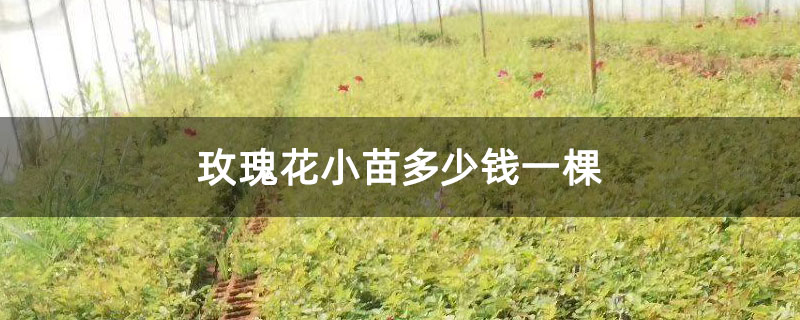 玫瑰花小苗多少钱一棵 玫瑰花小苗多少钱一棵