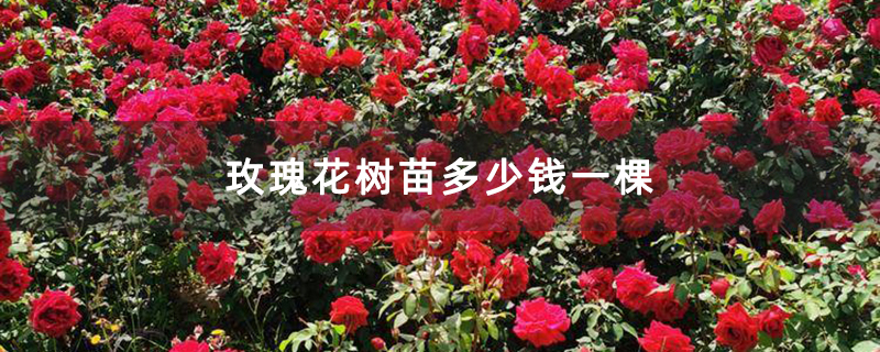玫瑰花树苗多少钱一棵 玫瑰花树苗多少钱一棵