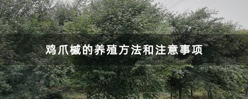基地种植的鸡爪槭 基地种植的鸡爪槭