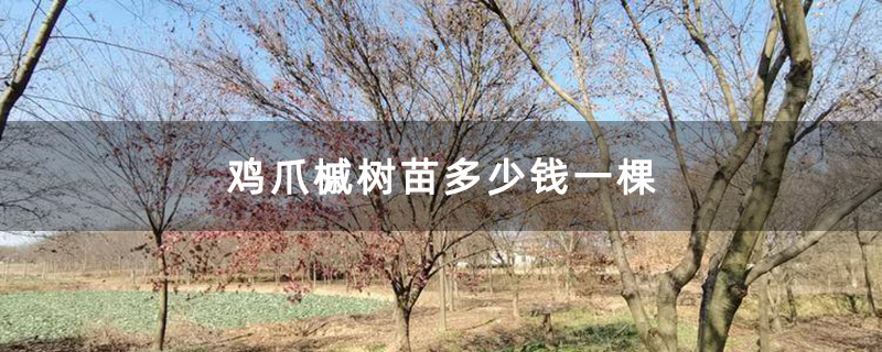 鸡爪槭树苗 鸡爪槭树苗
