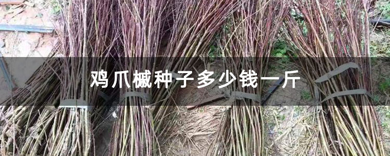 鸡爪槭种子多少钱一斤 鸡爪槭种子多少钱一斤