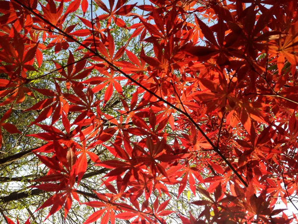 鸡爪槭 鸡爪槭