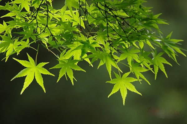 鸡爪槭 鸡爪槭