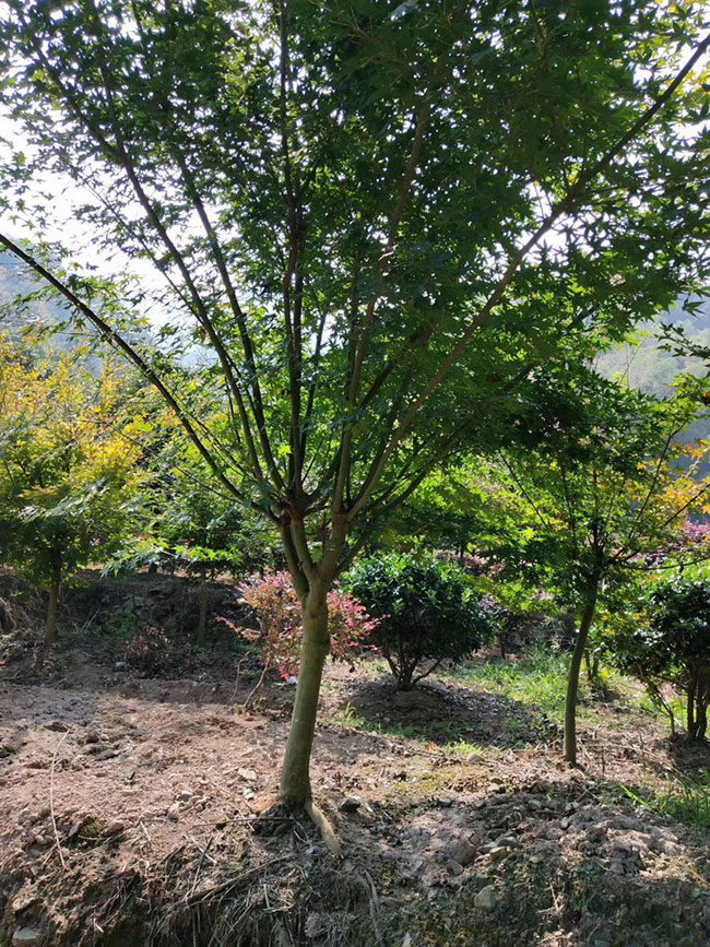 1614647056824505.jpg 鸡爪槭栽培养护要点,你都知道吗?