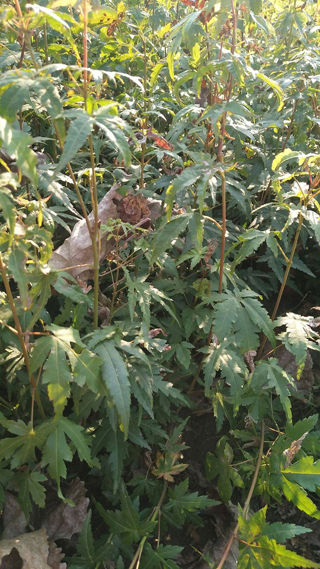 1614647056312147.jpg 鸡爪槭栽培养护要点,你都知道吗?