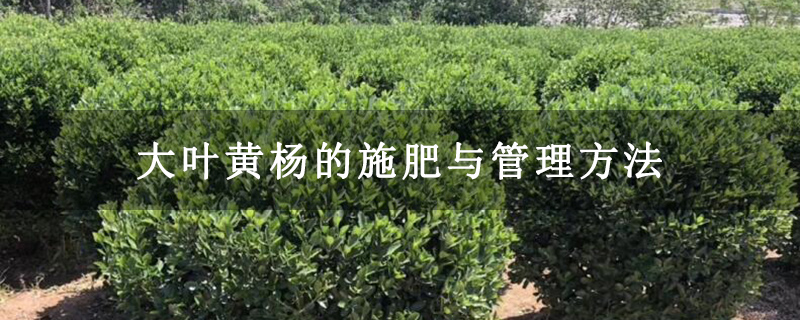 大叶黄杨的施肥与管理方法 大叶黄杨的施肥与管理方法