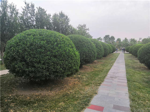 沭阳长景园林供应的大叶黄杨球实拍图片 沭阳长景园林供应的大叶黄杨球实拍图片