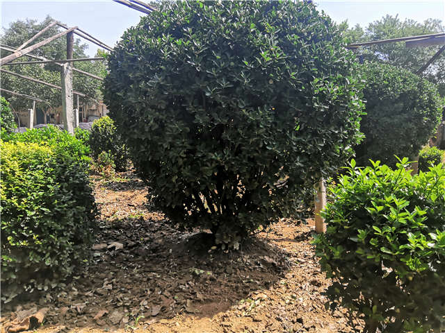 沭阳长景园林供应的大叶黄杨球实拍图片 沭阳长景园林供应的大叶黄杨球实拍图片