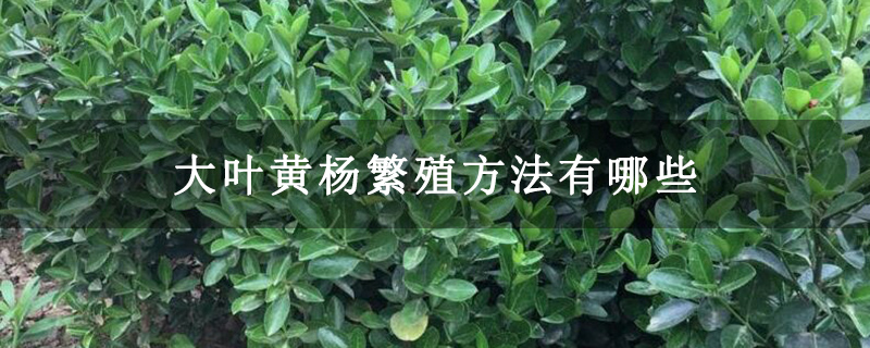 大叶黄杨繁殖方法有哪些 大叶黄杨繁殖方法有哪些