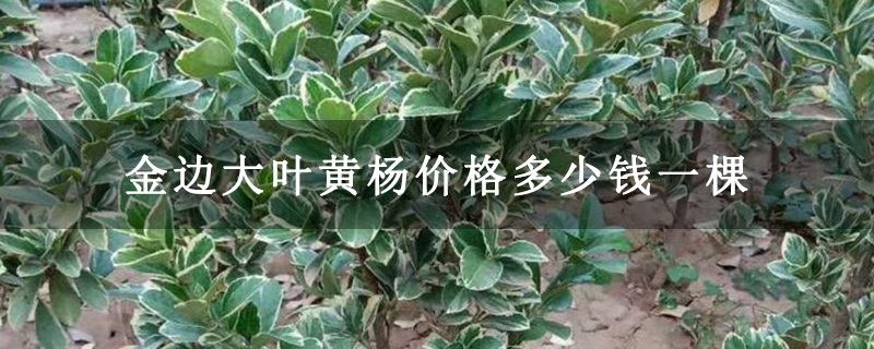 金边大叶黄杨价格多少钱一棵 金边大叶黄杨价格多少钱一棵