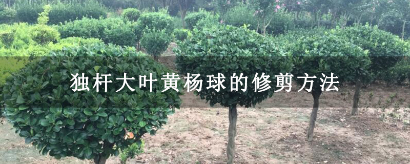 独杆大叶黄杨球的修剪方法 独杆大叶黄杨球的修剪方法