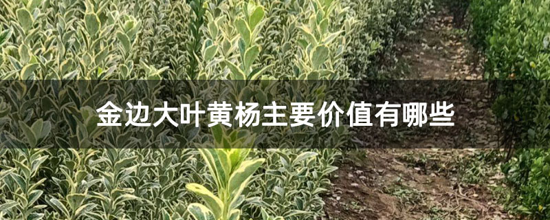 金边大叶黄杨主要价值有哪些 金边大叶黄杨主要价值有哪些