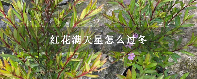 红花满天星怎么过冬 红花满天星怎么过冬