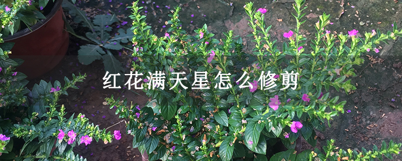 红花满天星怎么修剪
