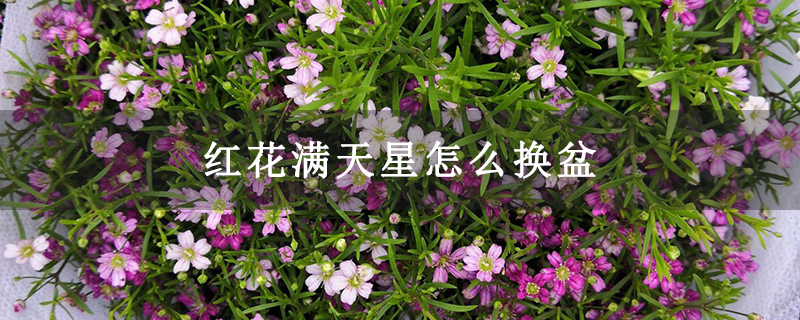 红花满天星怎么换盆 红花满天星怎么换盆