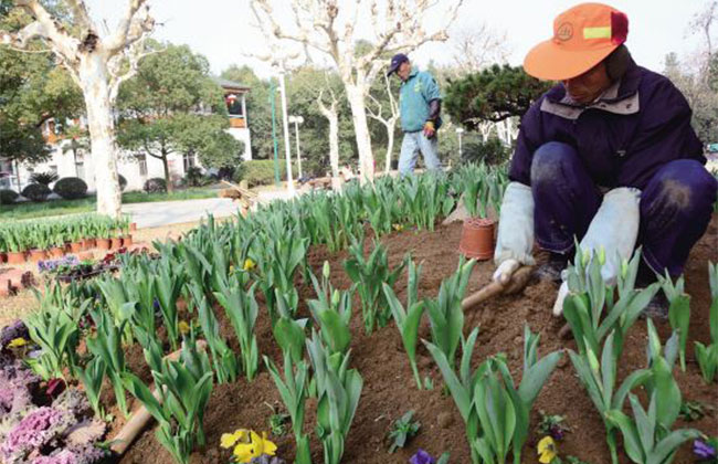 郁金香几月种植?种植郁金香的方法介绍