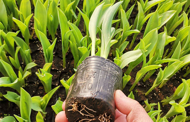 郁金香几月种植?种植郁金香的方法介绍