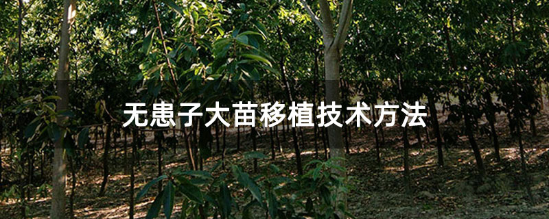 无患子大苗移植技术方法 无患子大苗移植技术方法